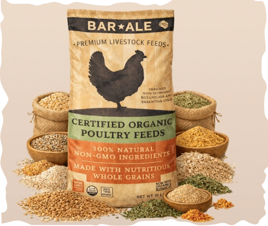 Chicken food